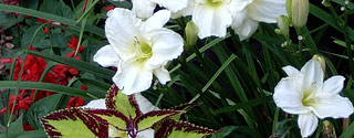 American Daylily & Perennials