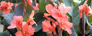 American Daylily & Perennials