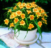 Black-Eyed-stella-in-pot