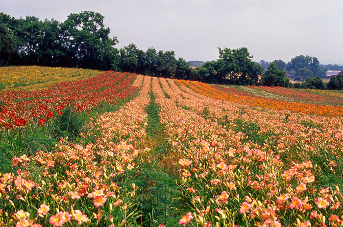 Chorus-Line-of-daylilies