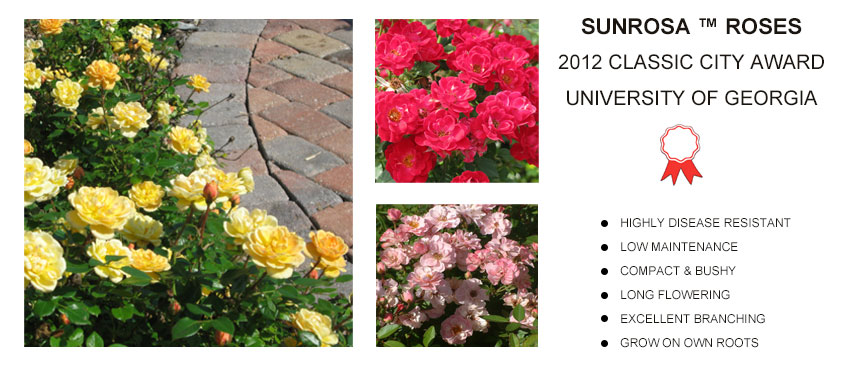 SUNROSA ROSES Award