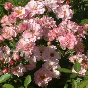 Storybook-Rose-Little-Women-square