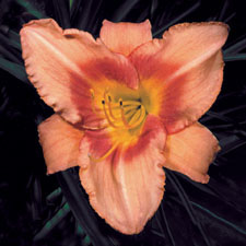 Leebea Orange Crush (Tet)
