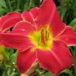 AMD Beverly Knolld aylily