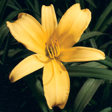 August Orange