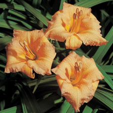 Butterscotch Ruffles