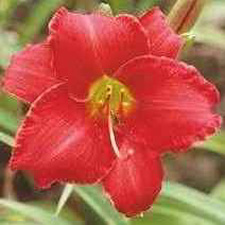 Rooten Tooten Red (Tet)