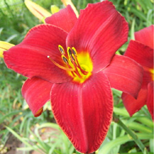 Ruby Throat (Tet)