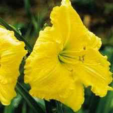 Yellow Explosion