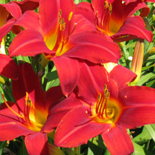 Olallie Red (Tet)