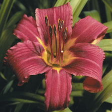Royal Beauty