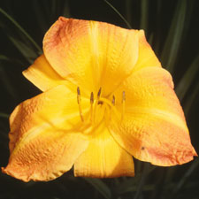 Tobacco Blond
