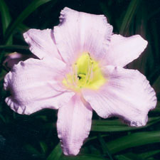 Lavender Bonanza