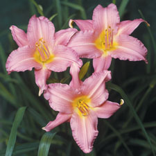 Sweet Rose