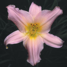 Winsome Lady