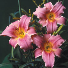 Rosy Cherub