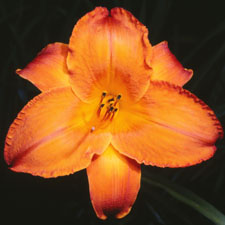 Mauna Loa (Tet)