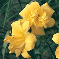 Yellow Bouquet