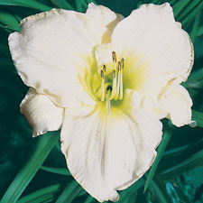 White Temptation