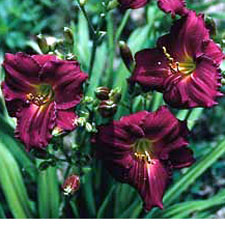 Siloam Red Ruby