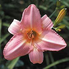 Princeton Silky (Tet)