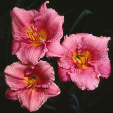 Siloam Flower Girl