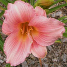 Silken Fairy