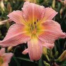 Corryton Pink (Tet)
