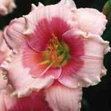 Janice Brown