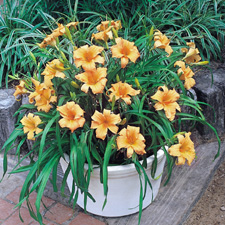 Apricot Sparkles (PP#13,223)