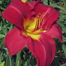 Charles Johnston (Tet)