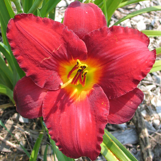 Crimson Shadows (Tet)