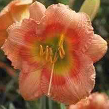 Forsyth Hot Lips