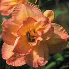 Frances Joiner (Double)
