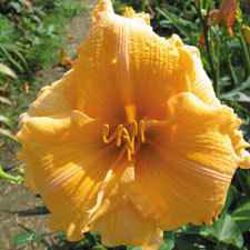 Orange Velvet