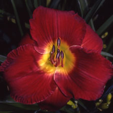 Lady Scarlet (Tet)