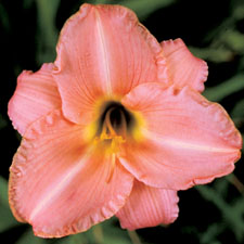 Lady Rose