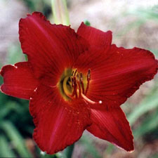 Gideon (Tet)