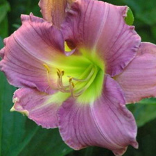 Lavender Dew