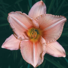 Promised Pink (Tet)