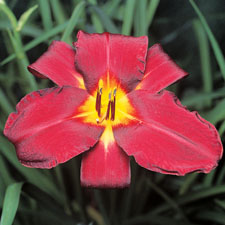 Red Landscape Supreme