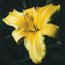 Yellow Landscape Supreme