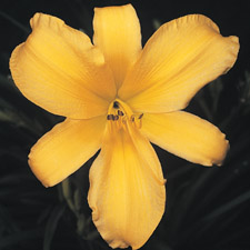 Gertrude Condon