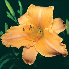 Ruffled Apricot (Tet)