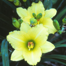 Yellow Baby