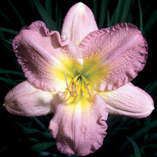 Lavender Nephite