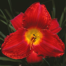 Merle Kent (Tet)
