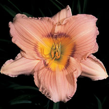 Perfect Pink Glory