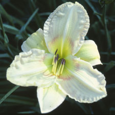 Silver Lime Halo