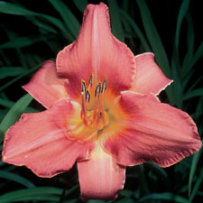 Prairie Wildflower (Tet)